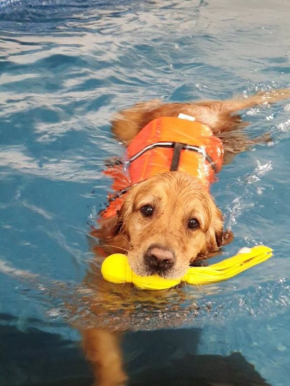 Dog swimming with life jacket