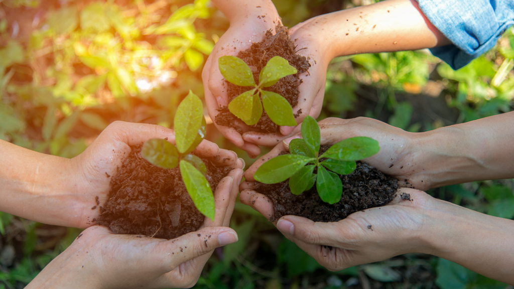 Stock image of hands holding a planted tree in soil